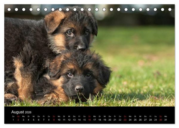 Produktbild: Deutscher Sch&auml;ferhund - Welpen (Tischkalender 2026 DIN A5 quer), CALVENDO Monatskalender