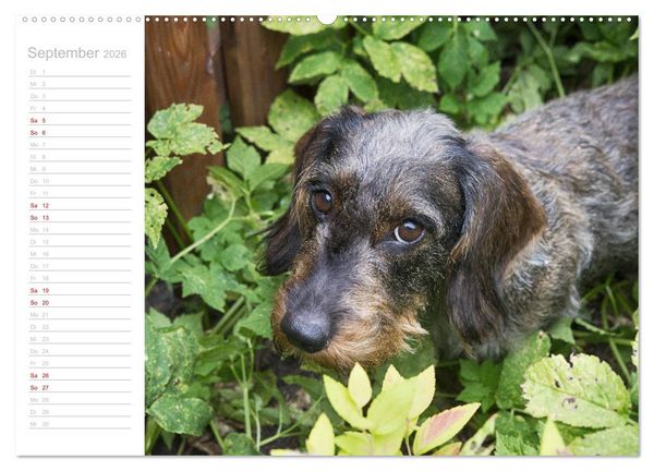 Produktbild: Rauhaardackel Motte & Friends (hochwertiger Premium Wandkalender 2026 DIN A2 quer), Kunstdruck in Hochglanz