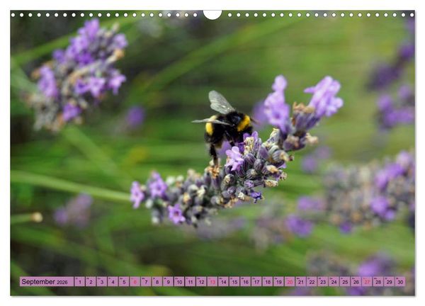 Produktbild: Farbzauber Lavendel (Wandkalender 2026 DIN A3 quer), CALVENDO Monatskalender