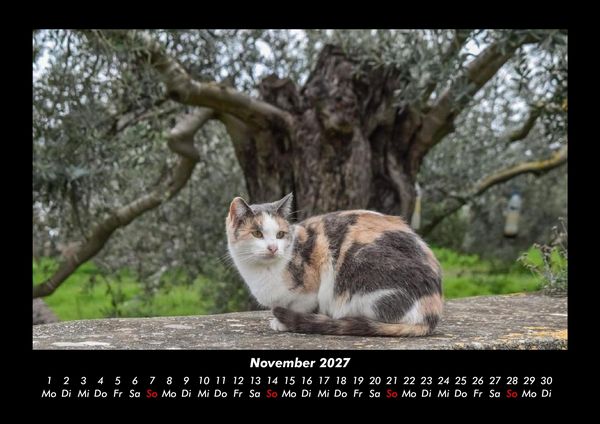 Produktbild: F&uuml;r Katzenfreunde 2027 Fotokalender DIN A3