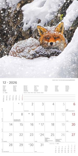 Geheimnisvolles Waldleben 2026 - Broschürenkalender 30x30 cm (30x60 geöffnet) - Kalender mit Platz für Notizen - Forest Animals - Bildkalender - Wandk