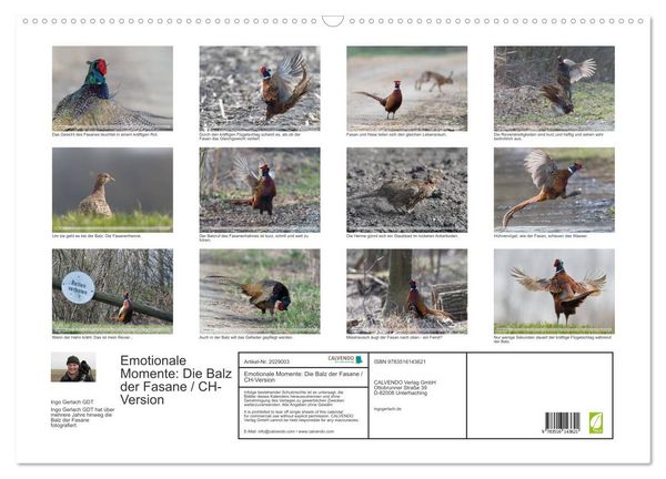 Produktbild: Emotionale Momente: Die Balz der Fasane / CH-Version (Wandkalender 2026 DIN A2 quer), CALVENDO Monatskalender