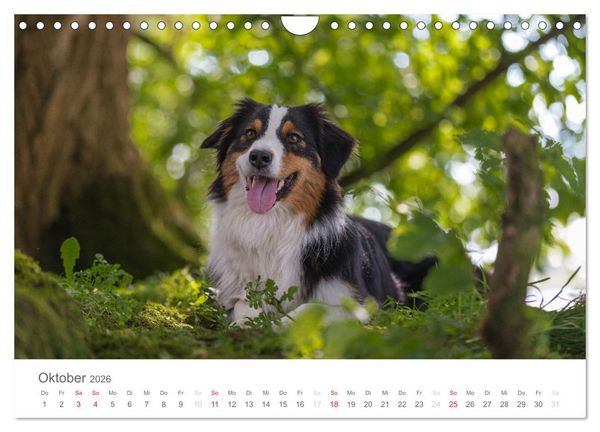 Produktbild: Australian Shepherd 2026 (Wandkalender 2026 DIN A4 quer), CALVENDO Monatskalender