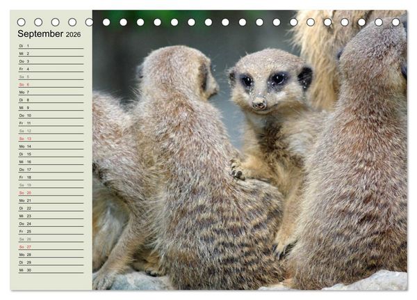 Produktbild: Erdm&auml;nnchen (Tischkalender 2026 DIN A5 quer), CALVENDO Monatskalender