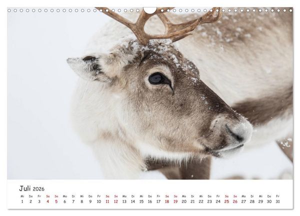 Produktbild: Rentiere (Wandkalender 2026 DIN A3 quer), CALVENDO Monatskalender