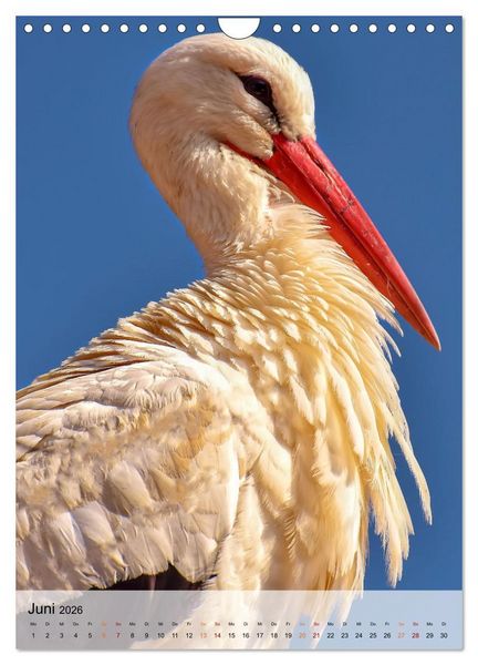 Produktbild: V&ouml;gel - gefiederte Freunde in unserer Natur (Wandkalender 2026 DIN A4 hoch), CALVENDO Monatskalender