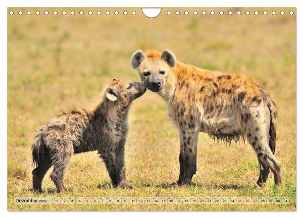 Produktbild: Faszination Afrika: T&uuml;pfel-Hy&auml;nen (Wandkalender 2026 DIN A4 quer), CALVENDO Monatskalender