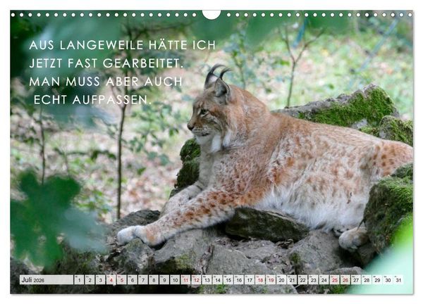 Produktbild: M&uuml;de, faul und arbeitsscheu (Wandkalender 2026 DIN A3 quer), CALVENDO Monatskalender