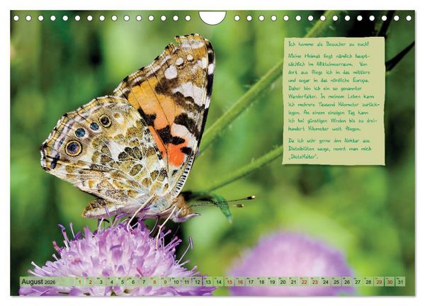 Produktbild: GEOclick Lernkalender: Steckbriefe einheimischer Schmetterlinge (Wandkalender 2026 DIN A4 quer), CALVENDO Monatskalender