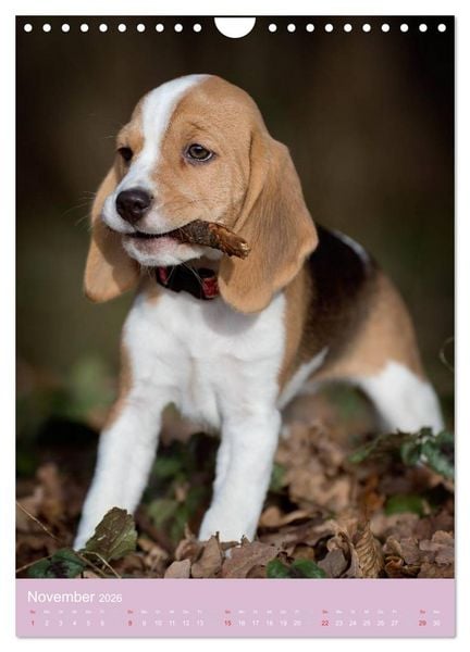 Produktbild: Tierkinder Hunde und Katzen (Wandkalender 2026 DIN A4 hoch), CALVENDO Monatskalender