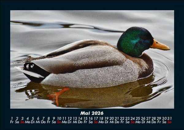 Produktbild: Enten 2026 Fotokalender DIN A5