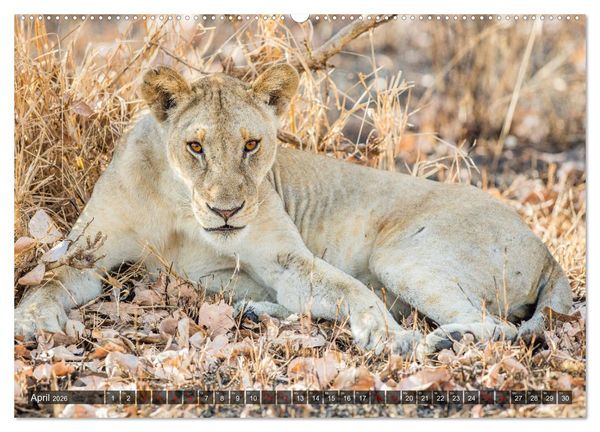 Produktbild: Safari in Tansania (Wandkalender 2026 DIN A2 quer), CALVENDO Monatskalender