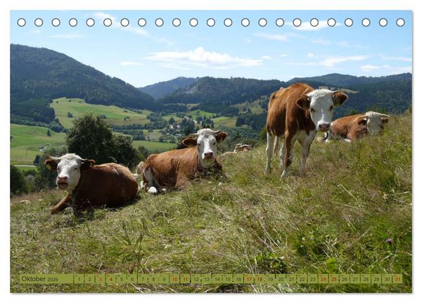 Produktbild: Schwarzwald-K&uuml;he - Die Hinterw&auml;lder (Tischkalender 2026 DIN A5 quer), CALVENDO Monatskalender