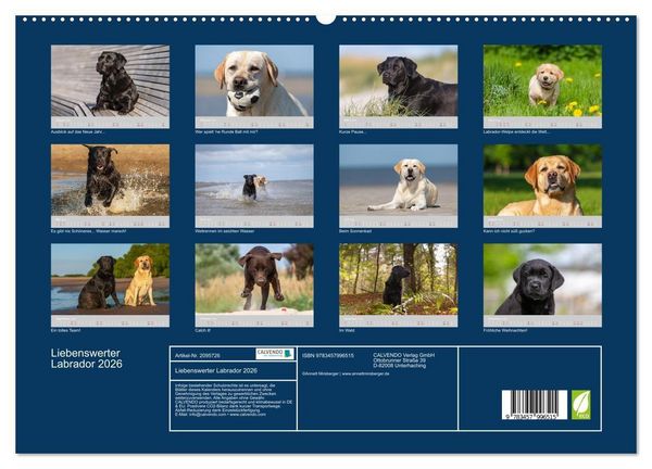 Produktbild: Liebenswerter Labrador 2026 (hochwertiger Premium Wandkalender 2026 DIN A2 quer), Kunstdruck in Hochglanz