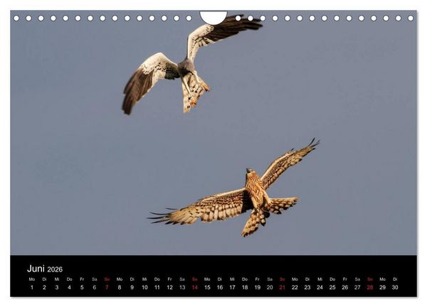 Produktbild: Wiesenweihen in Deutschland (Wandkalender 2026 DIN A4 quer), CALVENDO Monatskalender