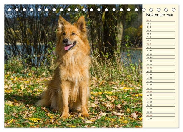 Produktbild: Altdeutsche H&uuml;tehunde - Fast vergessen (Tischkalender 2026 DIN A5 quer), CALVENDO Monatskalender