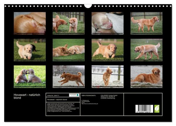 Produktbild: Hovawart - nat&uuml;rlich blond (Wandkalender 2027 DIN A3 quer), CALVENDO Monatskalender