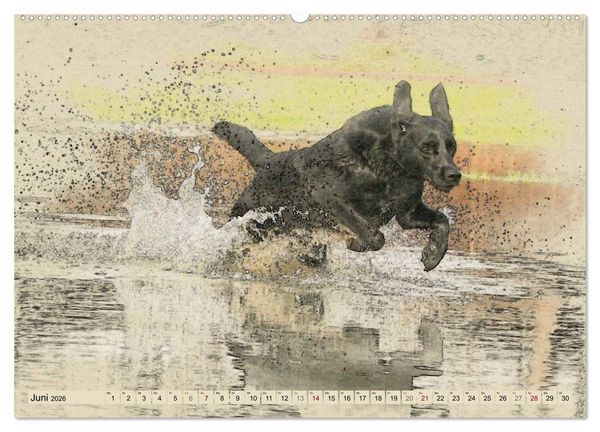 Produktbild: Labrador Retriever 2026 (Wandkalender 2026 DIN A2 quer), CALVENDO Monatskalender