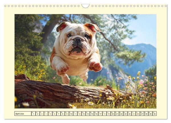 Produktbild: Bulldogs on Tour. Urlaubsreif und schnaufend zum Gipfelgl&uuml;ck (Wandkalender 2026 DIN A3 quer), CALVENDO Monatskalender
