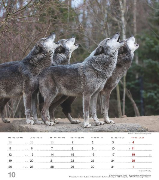Produktbild: Mythos Wolf 2026 - Foto-Kalender - Wand-Kalender - 30x34