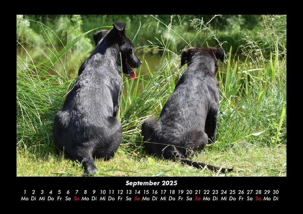 Produktbild: Tierkalender 2025 Fotokalender DIN A3