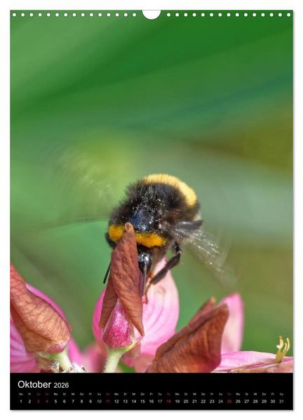 Produktbild: Bienen und Hummeln (Wandkalender 2026 DIN A3 hoch), CALVENDO Monatskalender