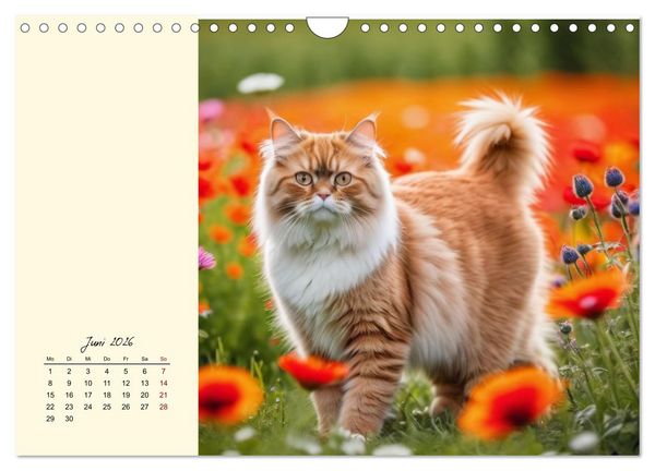 Produktbild: Samtpfoten im Bl&uuml;tenmeer (Wandkalender 2026 DIN A4 quer), CALVENDO Monatskalender