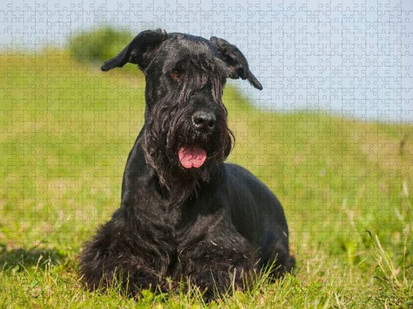 Produktbild: CALVENDO Puzzle Riesenschnauzer liegt im Gras | 1000 Teile Lege-Gr&ouml;&szlig;e 64x48cm Foto-Puzzle f&uuml;r gl&uuml;ckliche Stunden