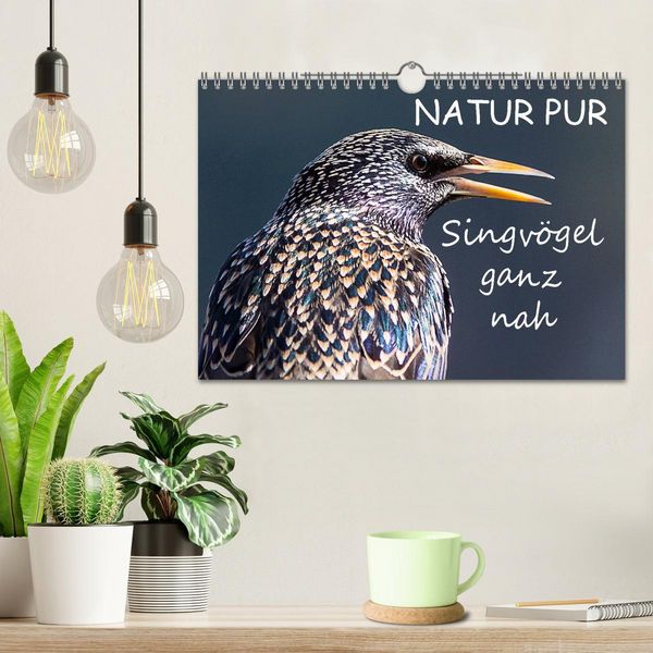 Produktbild: NATUR PUR - Singv&ouml;gel ganz nah (Wandkalender 2026 DIN A4 quer), CALVENDO Monatskalender