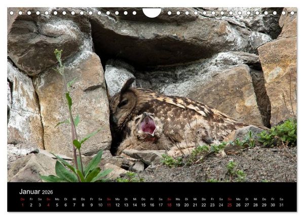 Produktbild: Uhu - K&ouml;nig der Nacht (Wandkalender 2026 DIN A4 quer), CALVENDO Monatskalender