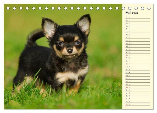 Produktbild: Chihuahua - Kleine Hunde ganz gro&szlig; (Tischkalender 2026 DIN A5 quer), CALVENDO Monatskalender