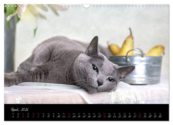 Produktbild: Katzen 2026 (Wandkalender 2026 DIN A3 quer), CALVENDO Monatskalender
