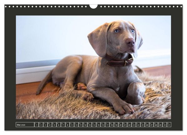 Produktbild: Weimaraner - Ein Welpenjahr (Wandkalender 2026 DIN A3 quer), CALVENDO Monatskalender