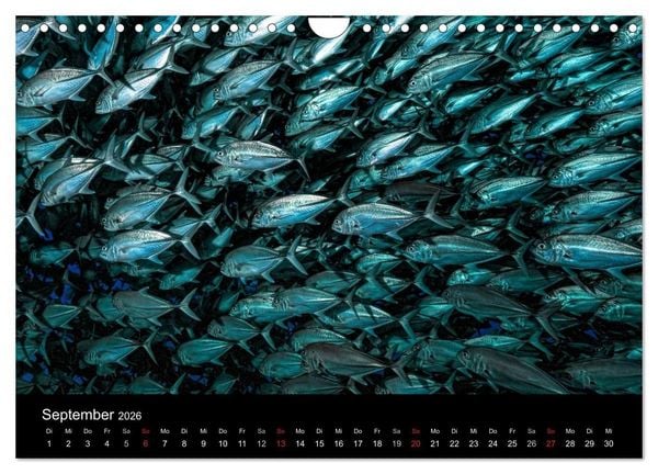 Produktbild: Fischschw&auml;rme (Wandkalender 2026 DIN A4 quer), CALVENDO Monatskalender