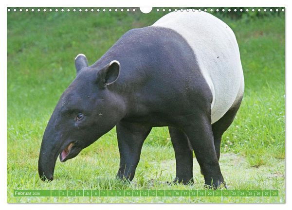 Produktbild: Leben im Dschungel: Der Regenwald ist ein Paradies f&uuml;r Tiere (Wandkalender 2026 DIN A3 quer), CALVENDO Monatskalender
