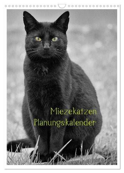 Produktbild: Miezekatzen Planungskalender (Wandkalender 2026 DIN A3 hoch), CALVENDO Monatskalender