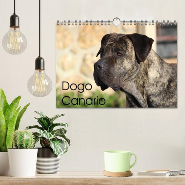 Produktbild: Dogo Canario (Wandkalender 2026 DIN A4 quer), CALVENDO Monatskalender