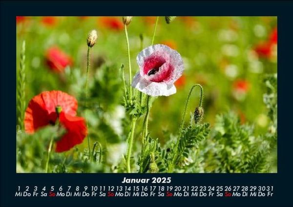 Produktbild: Blumenkalender 2025 Fotokalender DIN A5
