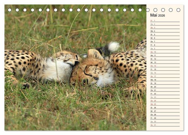 Produktbild: Geparden - Ein Leben in Afrika (Tischkalender 2026 DIN A5 quer), CALVENDO Monatskalender