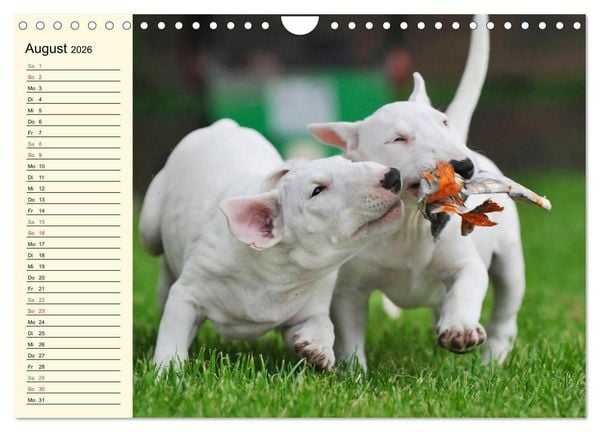 Produktbild: Bullterrier (Wandkalender 2026 DIN A4 quer), CALVENDO Monatskalender