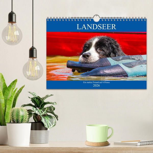 Produktbild: Landseer - Ein starker Freund auf 4 Pfoten (Wandkalender 2026 DIN A4 quer), CALVENDO Monatskalender