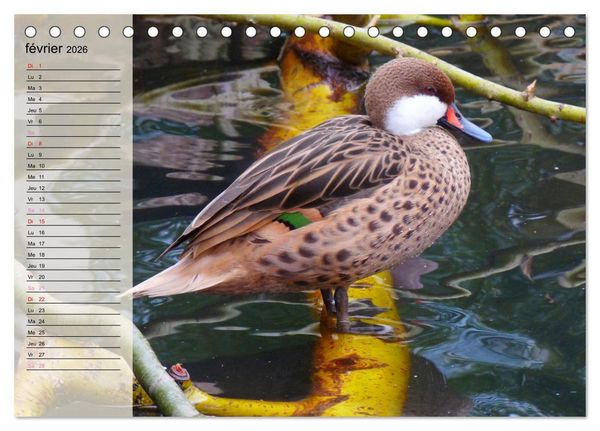 Produktbild: La vie paisible des canards (Calendrier de bureau 2026 DIN A5 vertical), CALVENDO calendrier mensuel
