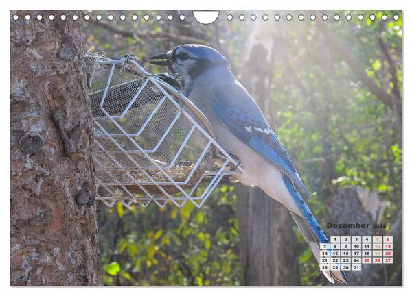 Produktbild: Kanadas charmante Kleintiere - Bezaubernde Einblicke in die Natur (Wandkalender 2026 DIN A4 quer), CALVENDO Monatskalender