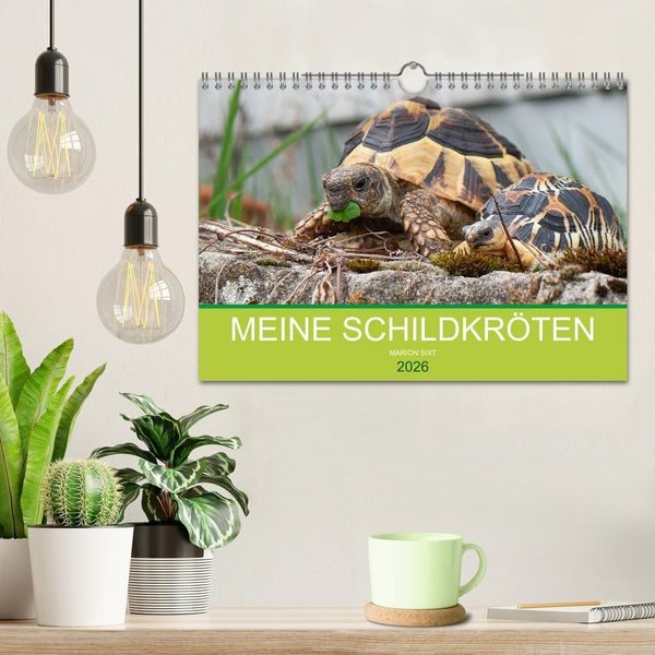 Produktbild: Meine Schildkr&ouml;ten (Wandkalender 2026 DIN A4 quer), CALVENDO Monatskalender