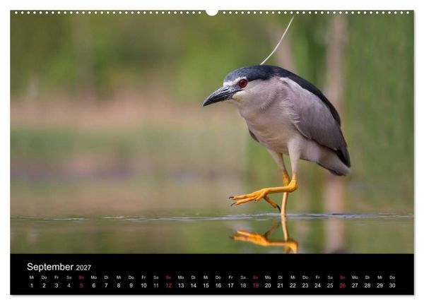 Produktbild: Reiher - Der Tanz auf dem Wasser (hochwertiger Premium Wandkalender 2027 DIN A2 quer), Kunstdruck in Hochglanz