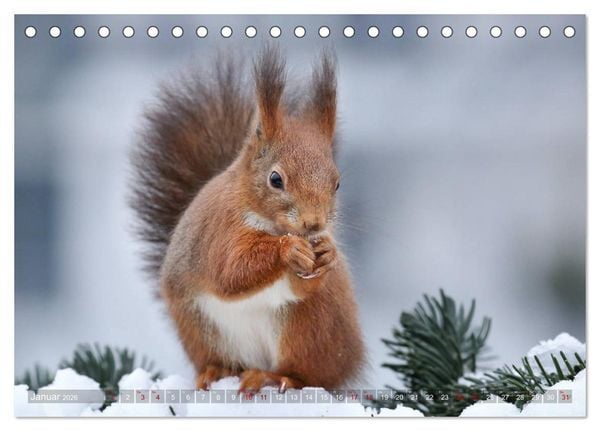 Produktbild: Eichh&ouml;rnchen in zauberhaften Posen (Tischkalender 2026 DIN A5 quer), CALVENDO Monatskalender
