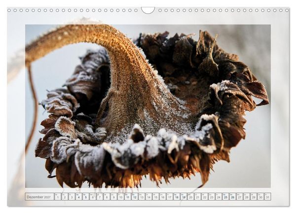 Produktbild: Verbl&uuml;hte Sch&ouml;nheiten (Wandkalender 2027 DIN A3 quer), CALVENDO Monatskalender