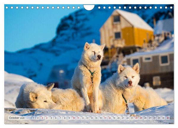 Produktbild: Greenland Dog - The Sled Dogs of Northern Greenland (Wall Calendar 2026 DIN A4 landscape), CALVENDO 12 Month Wall Calendar