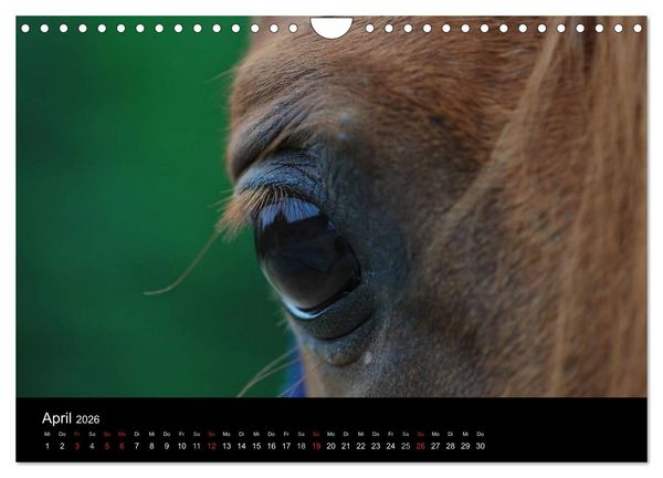 Produktbild: Pferdekalender (Wandkalender 2026 DIN A4 quer), CALVENDO Monatskalender
