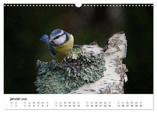Produktbild: Oiseaux de nos villages en G&acirc;tinais (Calendrier mural 2026 DIN A3 vertical), CALVENDO calendrier mensuel